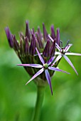 ALLIUM CRISTOPHII