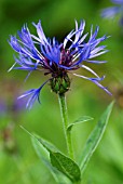 CENTAUREA MONTANA CORNFLOWER