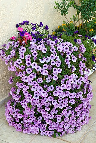 SURFINIA_PURPLE_VEIN_IN_POT