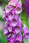 DIGITALIS PURPUREA