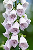 DIGITALIS PURPUREA