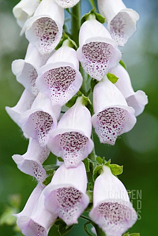 DIGITALIS_PURPUREA