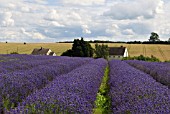 SNOWSHILL LAVENDER FARM