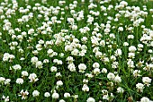 TRIFOLIUM REPENS WHITE CLOVER GROWING IN LAWN