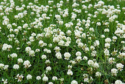 TRIFOLIUM_REPENS_WHITE_CLOVER_GROWING_IN_LAWN