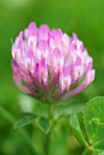 TRIFOLIUM PRATENSE RED CLOVER