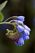 SYMPHYTUM CAUCASICUM BLUE COMFREY