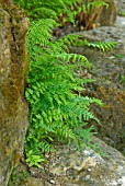 ATHYRIUM FILIX-FEMINA LADY FERN