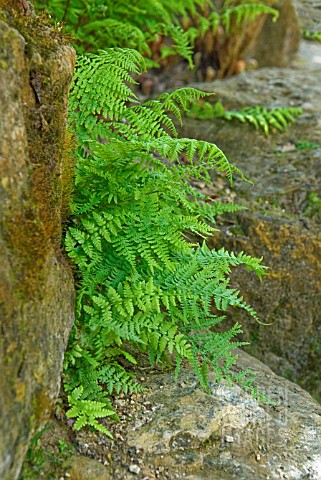 ATHYRIUM_FILIXFEMINA_LADY_FERN