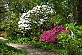 RHODODENDRON LODERI PINK DIAMOND UNDERPLANTED WITH RHODODENDRON AMOENUM AND PAEONIA DELAVAYI VAR DELAVAYI F LUTEA AT RHS GARDEN WISLEY EARLY SUMMER