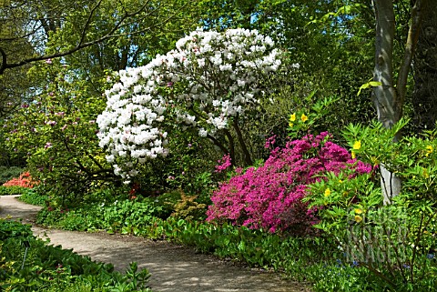 RHODODENDRON_LODERI_PINK_DIAMOND_UNDERPLANTED_WITH_RHODODENDRON_AMOENUM_AND_PAEONIA_DELAVAYI_VAR_DEL
