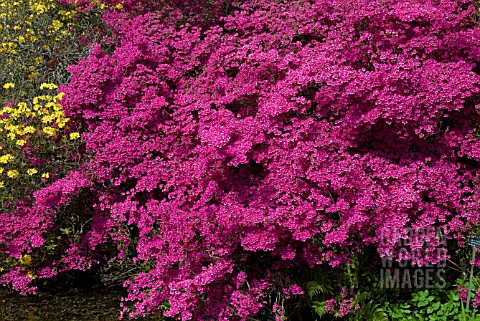 RHODODENDRON_AMOENUM