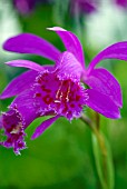 PLEIONE EL PICO PHEASANT