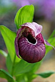 CYPRIPEDIUM TIBETICUM