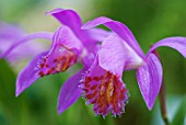 PLEIONE STROMBOLI ROBIN