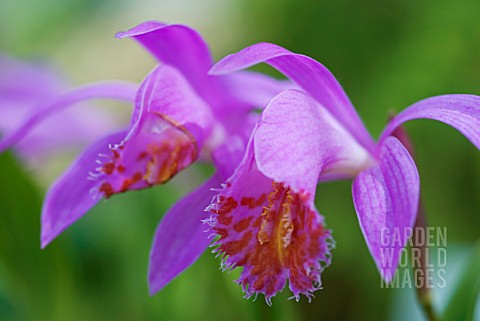 PLEIONE_STROMBOLI_ROBIN