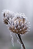 CYNARA SCOLYMUS GLOBE ARTICHOKE