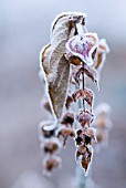 LEYCESTERIA FORMOSA FROSTED