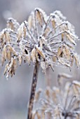 FROSTED AGAPANTHUS FLOWER SEED HEAD