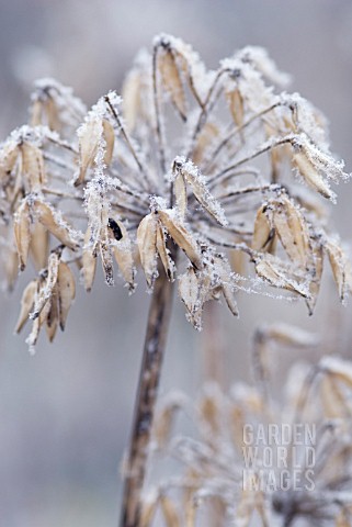 FROSTED_AGAPANTHUS_FLOWER_SEED_HEAD