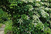 HYDRANGEA ANOMALA SUBSP PETIOLARIS