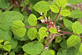 RUBUS PHOENICOLASIUS JAPANESE WINEBERRY