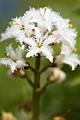 MENYANTHES TRIFOLIATA