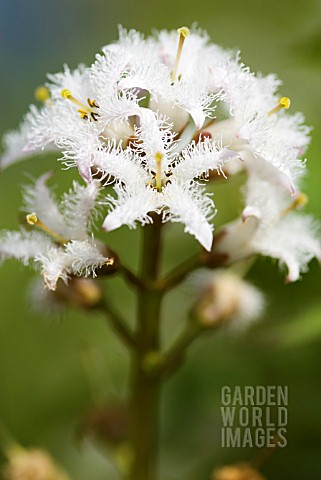 MENYANTHES_TRIFOLIATA