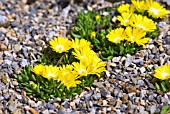 DELOSPERMA BASUTICUM HARDY ICE PLANT