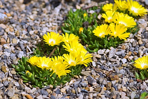 DELOSPERMA_BASUTICUM_HARDY_ICE_PLANT