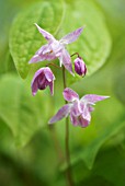 EPIMEDIUM X YOUNGIANUM ROSEUM BARRENWORT