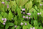 EPIMEDIUM X YOUNGIANUM ROSEUM BARRENWORT