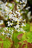 EPIMEDIUM STELLULATUM