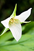 TRILLIUM ERECTUM VAR ALBUM