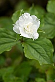 TRILLIUM GRANDIFLORUM FLORE PLENO