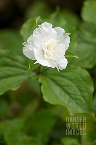 TRILLIUM_GRANDIFLORUM_FLORE_PLENO