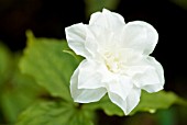 TRILLIUM GRANDIFLORUM FLORE PLENO