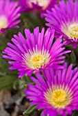 DELOSPERMA SUTHERLANDII