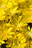 DELOSPERMA CONGESTUM GOLD NUGGET