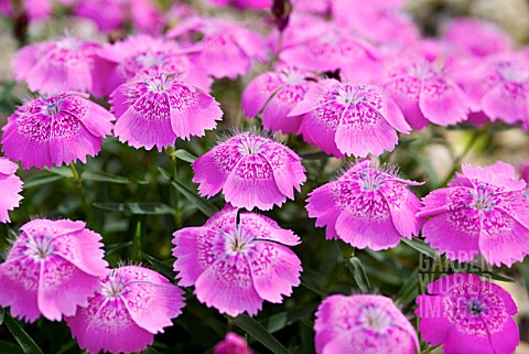 DIANTHUS_CALLIZONUS