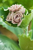 PRIMULA AURICULA TROUBLE