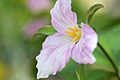 TRILLIUM GRANDIFLORUM F ROSEUM