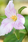 TRILLIUM GRANDIFLORUM F ROSEUM