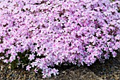 PHLOX SUBULATA TAMAONGALEI