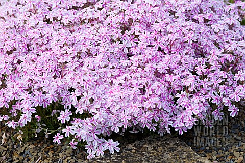 PHLOX_SUBULATA_TAMAONGALEI