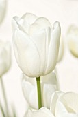 TULIPA MAUREEN