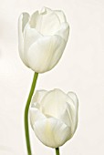 TULIPA MAUREEN