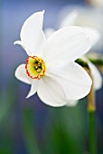 NARCISSUS POETICUS VAR RECURVUS