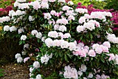 RHODODENDRON MOUNT EVEREST