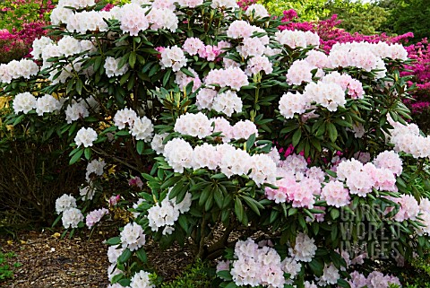 RHODODENDRON_MOUNT_EVEREST